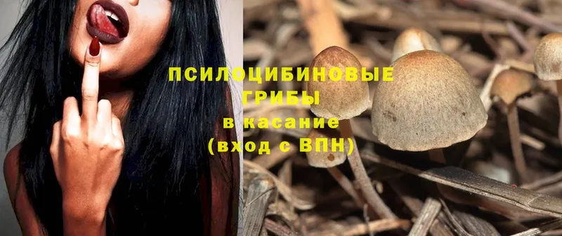 Галлюциногенные грибы Cubensis  omg как зайти  Волжск 